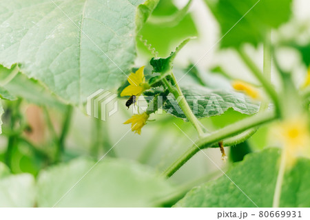 Growing and blooming young cucumbers on a branch in a greenhouse. Young plants blooming cucumbers with yellow flowers and bee, close-up on a background of green leaves. Growing and blooming young cucumbers on a branch in a greenhouse. Young plants blooming cucumbers with yellow flowers and bee, close-up on a background of green leaves. 80669931