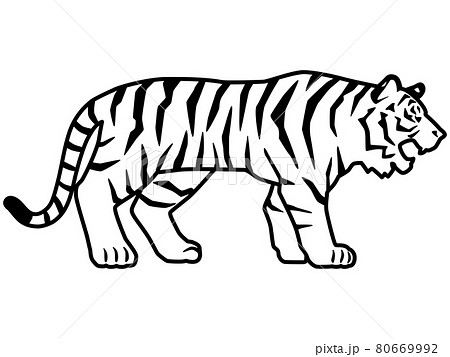 虎のシルエットもしくは線画のイラスト素材 横向き 吠えるのイラスト素材