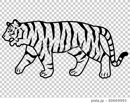 虎のシルエットもしくは線画のイラスト素材 横向き 歩くのイラスト素材
