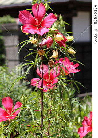 真夏に農家の庭先に咲く真っ赤な花、モミジアオイ 80670156
