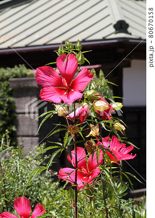 真夏に農家の庭先に咲く真っ赤な花、モミジアオイ 真夏に農家の庭先に咲く真っ赤な花、モミジアオイ 80670158