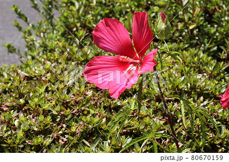 真夏に農家の庭先に咲く真っ赤な花 モミジアオイの写真素材