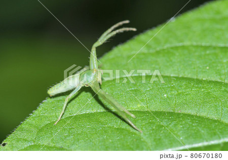 ワカバグモ ワカバグモ 80670180