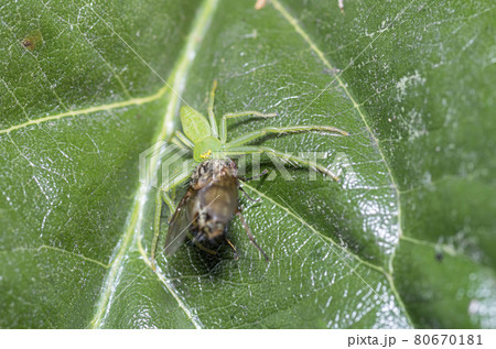 ワカバグモ 80670181