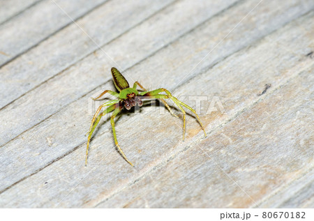 ワカバグモ 80670182