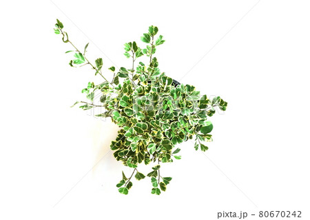 Top view of green house plant isolated on white background 80670242