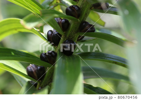 オレンジのオニユリの茎についた、ムカゴ 80670456