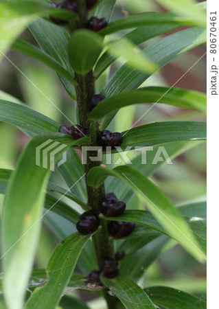 オレンジのオニユリの茎についた、ムカゴ 80670461