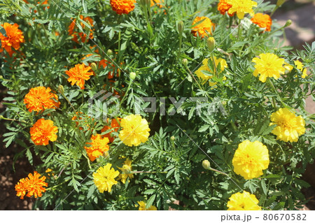 夏の花壇に咲く、マリーゴールドの花 夏の花壇に咲く、マリーゴールドの花 80670582