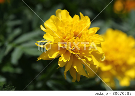 夏の花壇に咲く、マリーゴールドの花 80670585