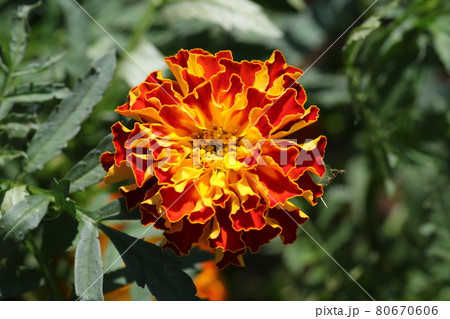 夏の花壇に咲く、マリーゴールドの花 80670606