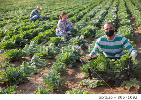 Man in mask harvesting cabbage on field Man in mask harvesting cabbage on field 80671092