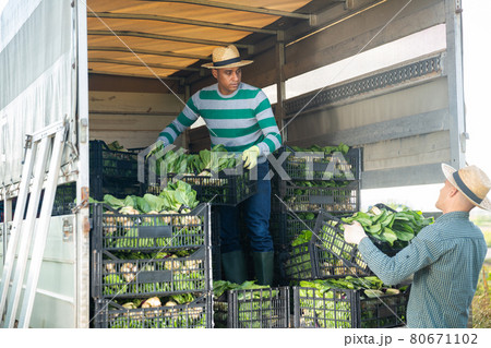 Latin american farmer loading harvested bok choy into truck Latin american farmer loading harvested bok choy into truck 80671102