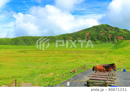 【熊本県】万緑の草千里(阿蘇山) 【熊本県】万緑の草千里(阿蘇山) 80671231