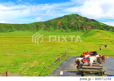 【熊本県】万緑の草千里(阿蘇山) 【熊本県】万緑の草千里(阿蘇山) 80671248