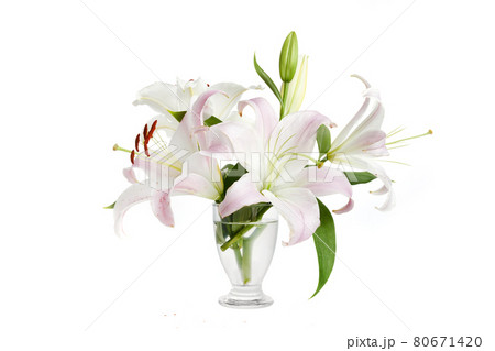 Pink lily flowers isolated on white background 80671420