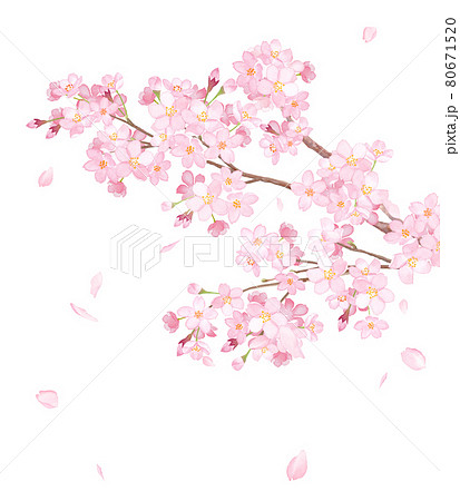 満開の桜の枝と散る花びらのクローズアップ 水彩イラスト のイラスト素材