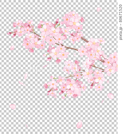 Close-up of cherry blossom branches in full bloom and scattered petals. Watercolor illustration. Close-up of cherry blossom branches in full bloom and scattered petals. Watercolor illustration. 80671520