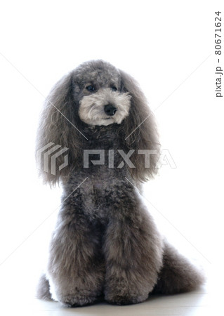 トイプードル　シルバー　おすわりが得意 80671624