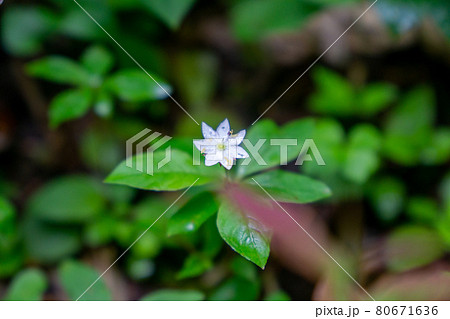ツマトリソウ 80671636