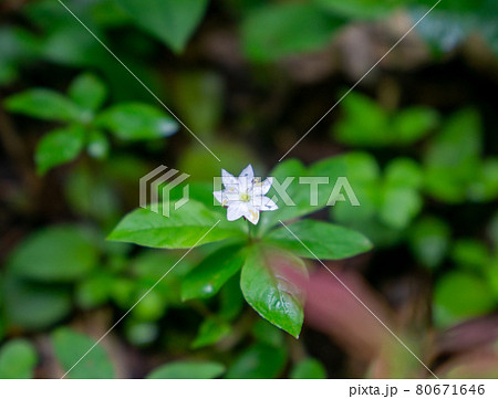 ツマトリソウ 80671646