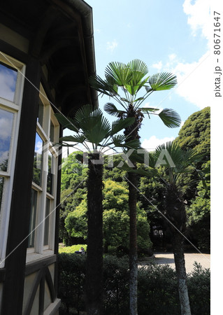 公園・旧古河庭園の洋館 80671647