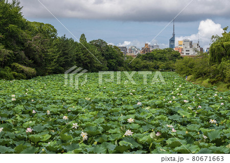 蓮の花　ハス　れんこん畑　福岡城跡 80671663