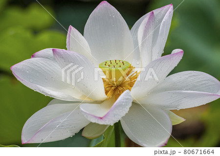 蓮の花 ハス れんこん畑 福岡城跡 蓮の花 ハス れんこん畑 福岡城跡 80671664