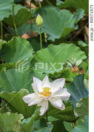 蓮の花 ハス れんこん畑 福岡城跡 蓮の花 ハス れんこん畑 福岡城跡 80671675