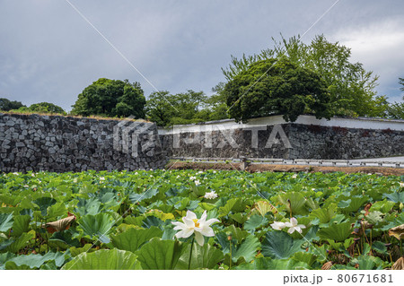 蓮の花 ハス れんこん畑 福岡城跡の写真素材
