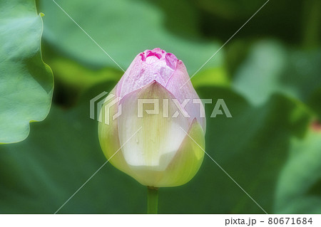 蓮の花　ハス　れんこん畑　福岡城跡 80671684