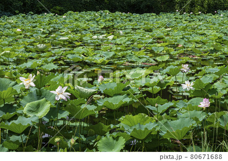 蓮の花 ハス れんこん畑 福岡城跡 蓮の花 ハス れんこん畑 福岡城跡 80671688