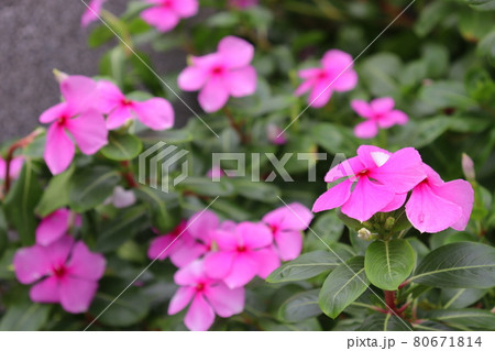 花 フラワー お花 80671814