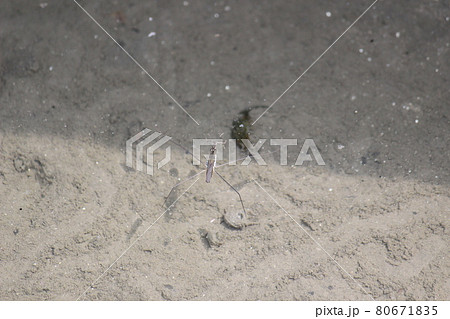 アメンボ アメンボウ アメンボ アメンボウ 80671835