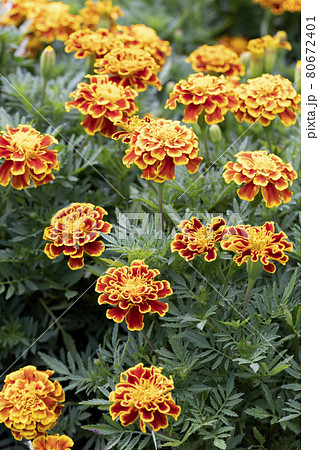 マリーゴールド 80672401