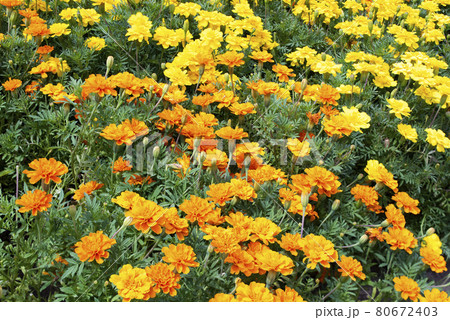 マリーゴールド 80672403
