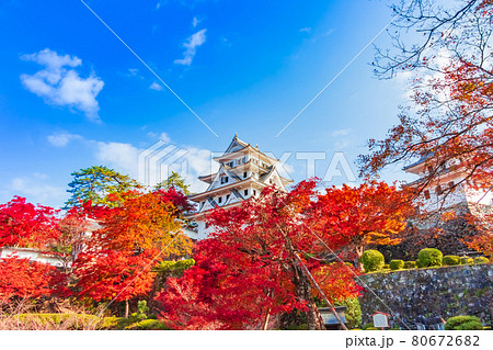 紅葉の郡上八幡城〈岐阜県郡上市〉 80672682
