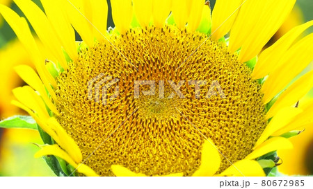 開花途中のヒマワリ 開花途中のヒマワリ 80672985