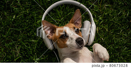 Dog jack russell terrier lies on a green lawn and listens to music on headphones. 80673028