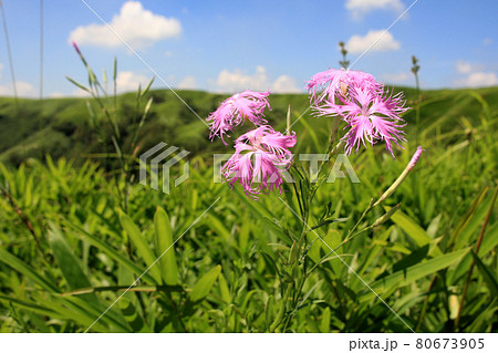 夏の阿蘇 草原に咲く野の花「カワラナデシコ」 夏の阿蘇 草原に咲く野の花「カワラナデシコ」 80673905