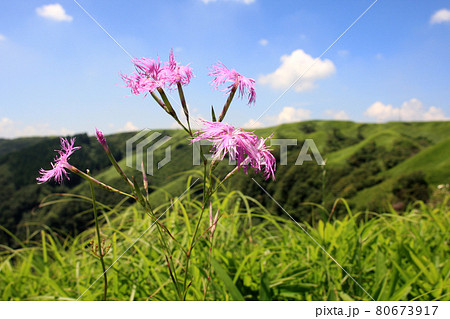 夏の阿蘇 草原に咲く野の花「カワラナデシコ」 夏の阿蘇 草原に咲く野の花「カワラナデシコ」 80673917