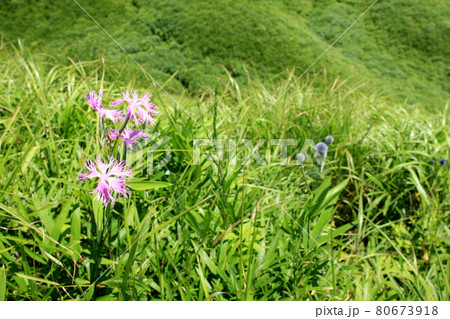 夏の阿蘇 草原に咲く野の花「カワラナデシコ」 夏の阿蘇 草原に咲く野の花「カワラナデシコ」 80673918