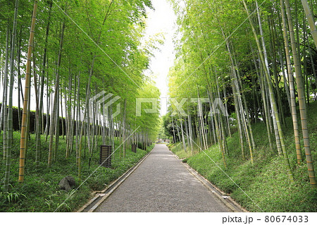 日本庭園「花田苑」の竹林 80674033