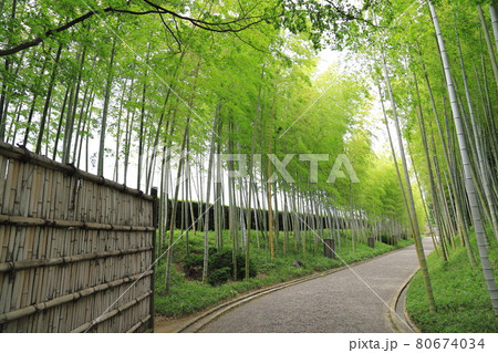 日本庭園「花田苑」の竹林 日本庭園「花田苑」の竹林 80674034