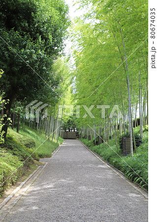 日本庭園「花田苑」の竹林 80674035