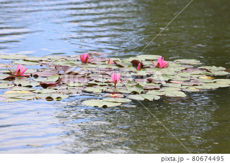 静かな池に咲くスイレンの花 静かな池に咲くスイレンの花 80674495