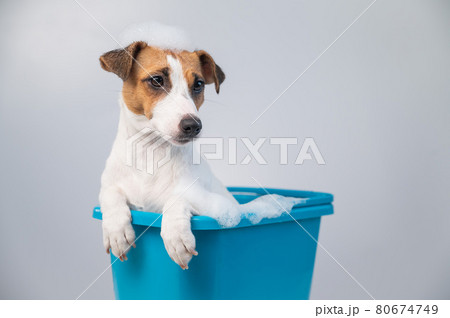 Funny friendly dog jack russell terrier takes a bath with foam on a white background Funny friendly dog jack russell terrier takes a bath with foam on a white background 80674749