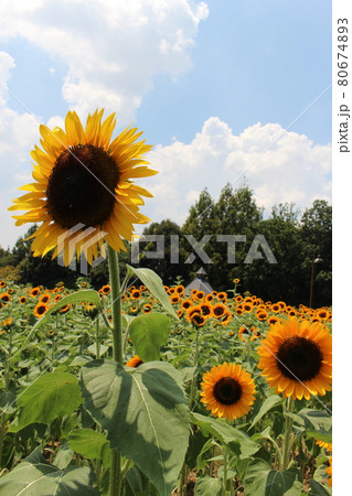 ひまわり畑 ひまわり 向日葵 馬見丘陵公園 奈良県香芝市 夏休み 夏季休暇 夏空 の写真素材