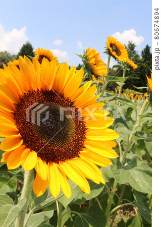 ひまわり畑 ひまわり 向日葵 馬見丘陵公園 奈良県香芝市 夏休み 夏季休暇 夏空 の写真素材