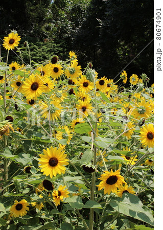 ひまわり畑 ひまわり 向日葵 馬見丘陵公園 奈良県香芝市 夏休み 夏季休暇 夏空 の写真素材